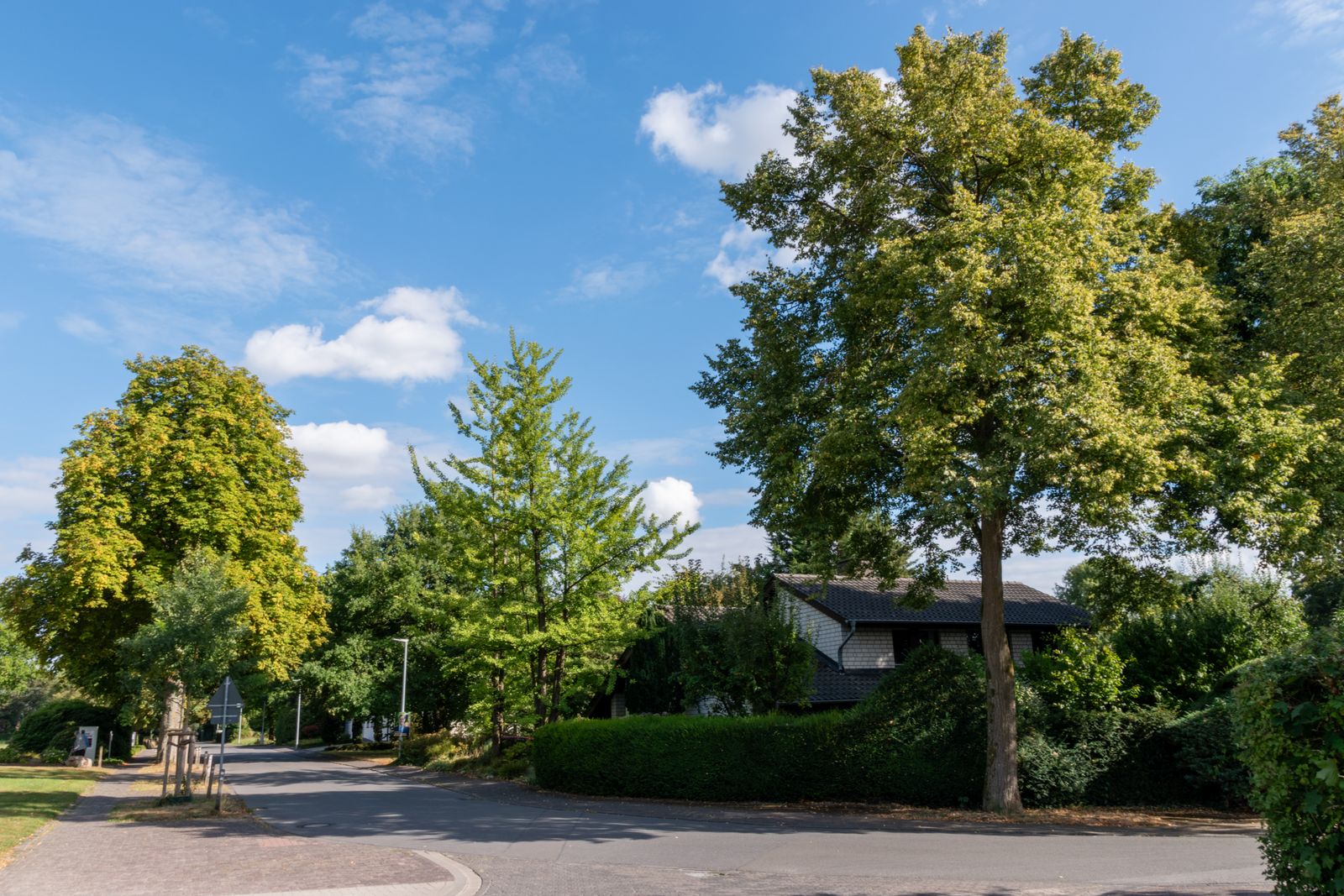 Residential street in Converse & Live Oak