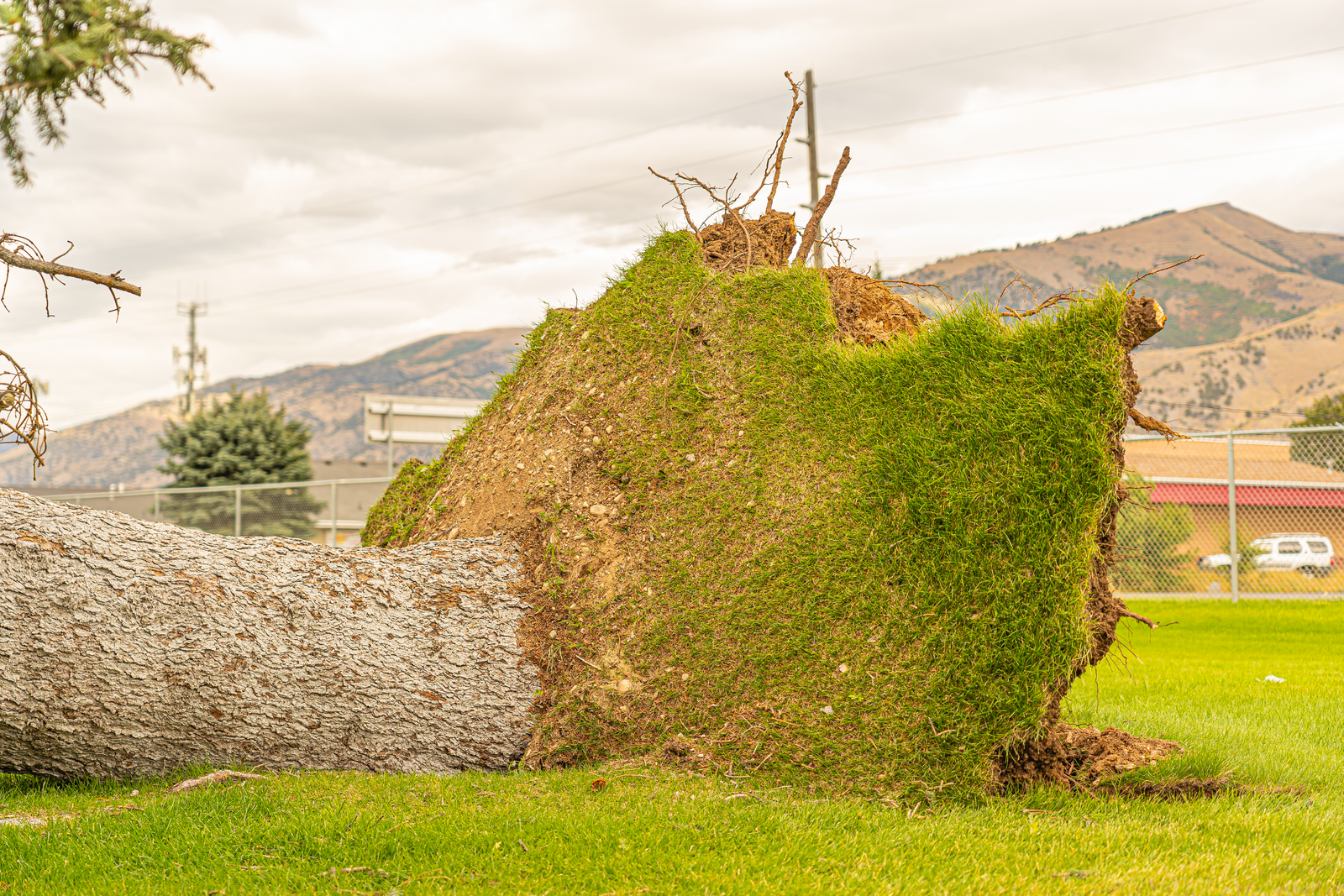 Fallen tree in a green field under stormy skies